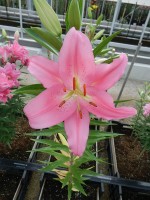 [4541 VH17 Praiano No02.JPG]